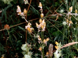 Rhinanthus minor.jpg